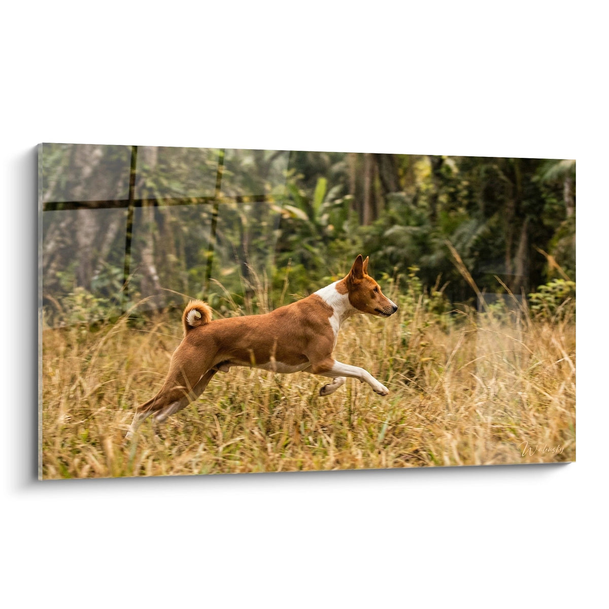 Basenji roux et blanc bondissant gracieusement dans hautes herbes dorées, paysage naturel automnal