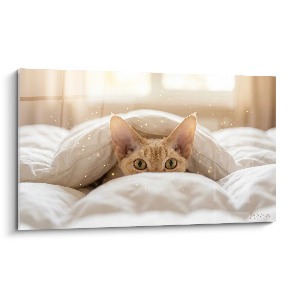 Chat Devon rex roux aux yeux verts caché entre draps blancs et lumière dorée