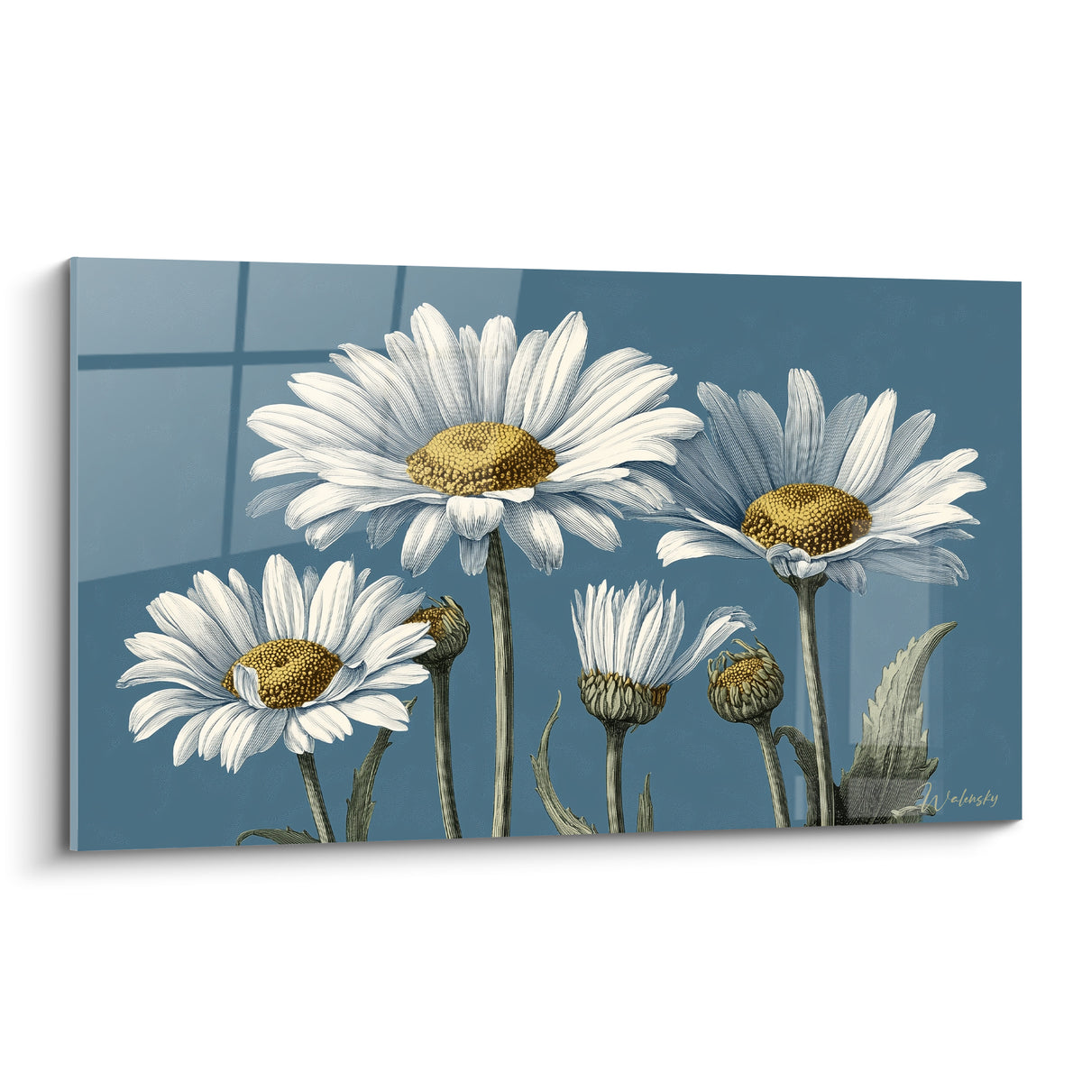 Marguerites blanches aux cœurs dorés se déploient sur fond bleu ardoise, style botanique gravé