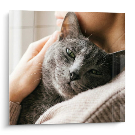 Tableau Chat Korat aux Yeux Verts - Tendresse Féline - Edition chat Korat