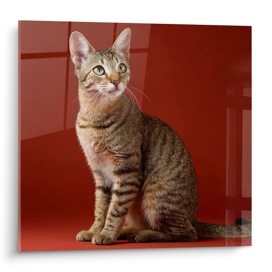 Tableau portrait d'un chat Sokoke assis sur fond rouge, pelage tacheté et yeux verts perçants