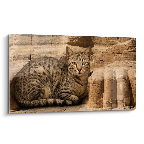 Chat Egyptian Mau au pelage tachete assis sur ruines antiques en pierre ocre avec yeux dores perçants