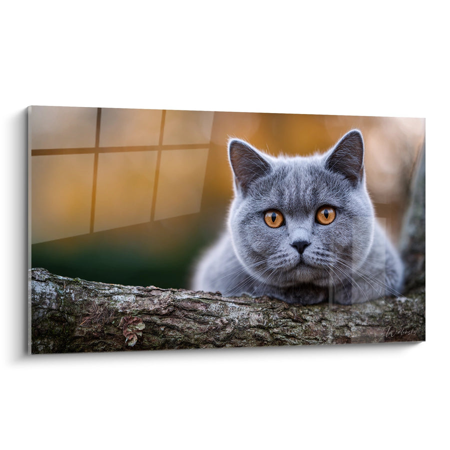 Tableau Chat British Shorthair Gris - Regard Ambré Contemplatif - Edition chat British shorthair