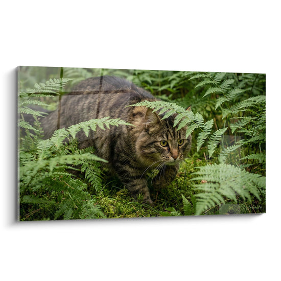 Tableau chat Norwegian Forest Cat tigre brun dans fougeres vertes foret naturelle art mural felin