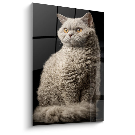 Portrait artistique chat Selkirk Rex pelage boucle gris yeux dores tableau decoration murale feline moderne