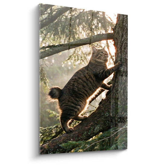 Tableau Chat Kurilian Bobtail Grimpeur - L'Ascension Forestière - Edition chat Kurilian Bobtail
