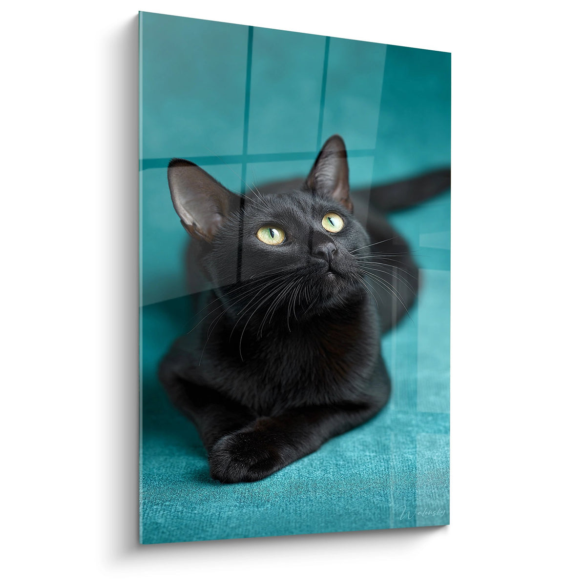 Tableau mural chat Bombay noir aux yeux dorés sur fond turquoise, portrait félin artistique pour décoration