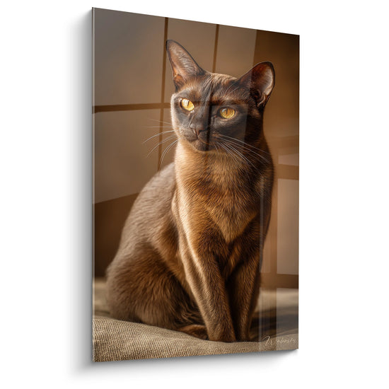 Tableau Chat Burmese Élégant - Portrait Doré - Edition chat Burmese