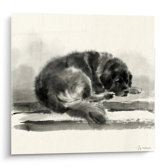 aquarelle chiot leonberg gris noir et blanc endormi position recroqueville art canin