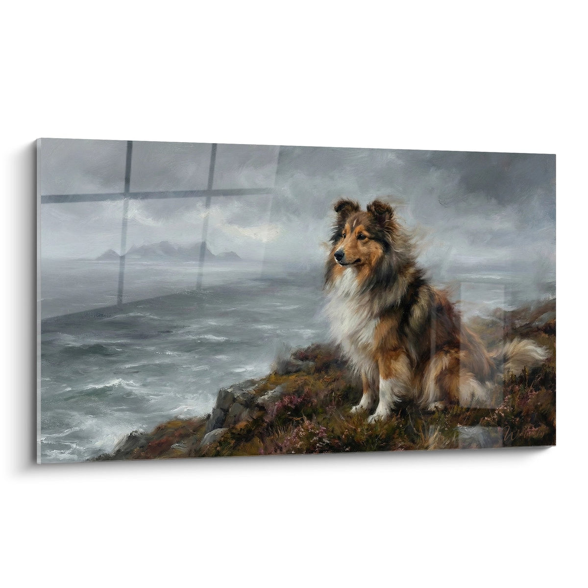 Berger des Shetland tricolore sur rochers face océan, bruyère violette, ciel orageux, peinture réaliste côte sauvage