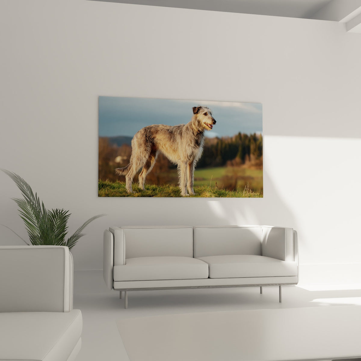 Detail pelage gris beige Deerhound reflets dores texture poil hirute race levrier ecossais qualite impression
