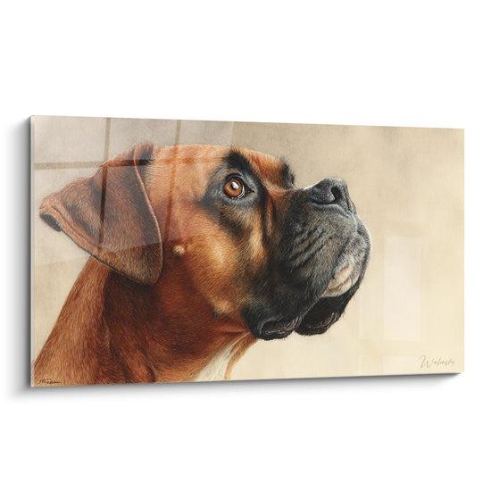 Portrait realiste Boxer fauve aux yeux ambres regardant vers le haut sur fond beige tableau mural