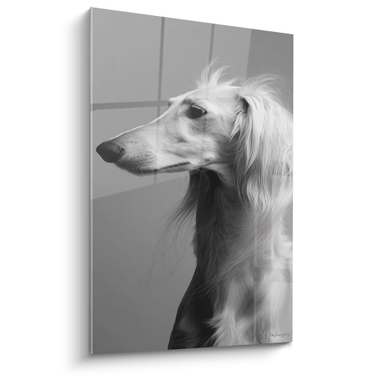 Portrait artistique en noir et blanc d'un lévrier Saluki de profil au regard contemplatif et au pelage soyeux