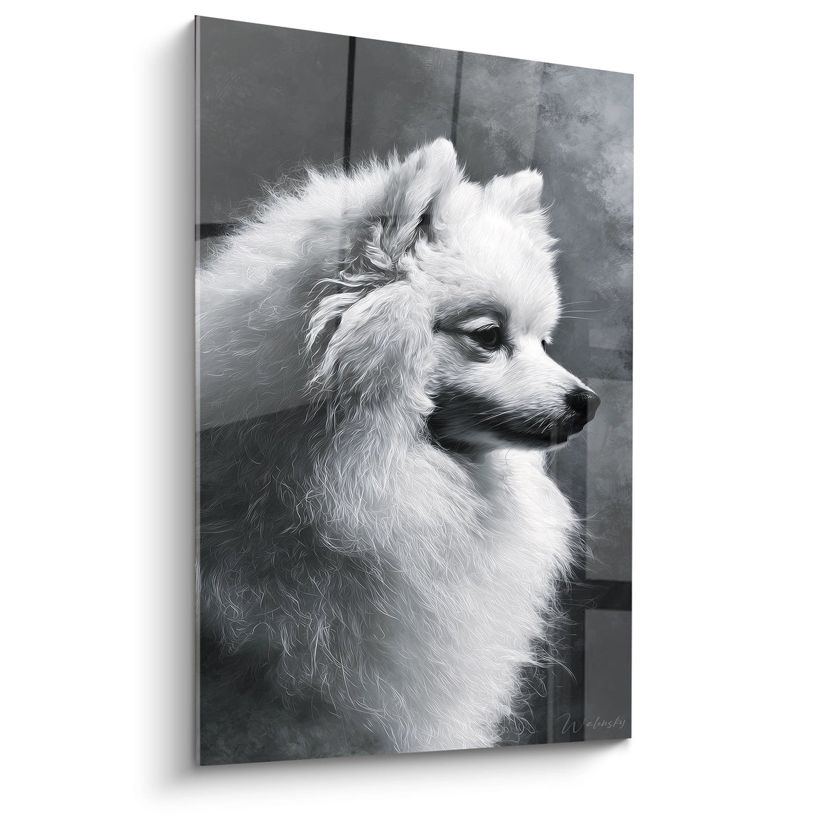 Portrait noir et blanc d'un Spitz Japonais au pelage blanc sur fond gris, regard noble et expression confiante