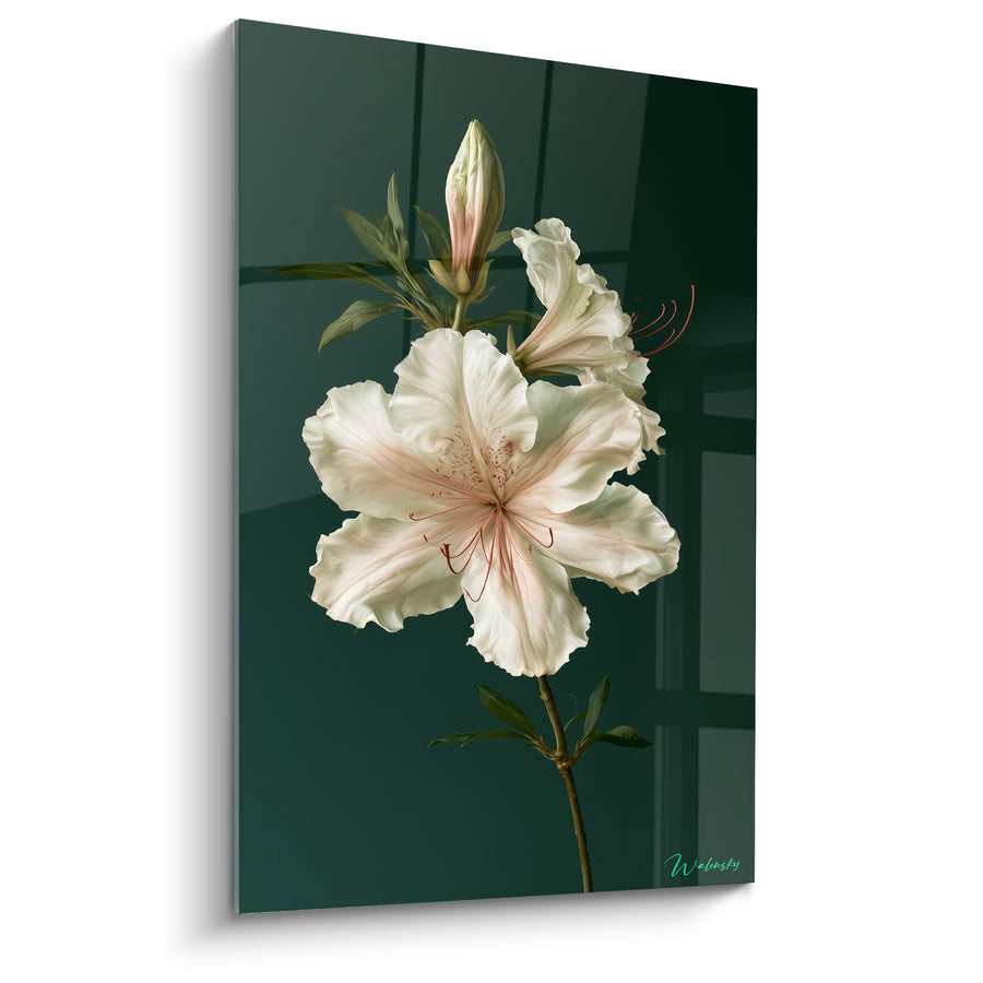 Tableau Fleur blanche et vert sombre aux étamines rouges filiformes - Bouton fermé et tige - Edition Azalée