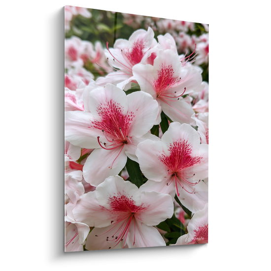 Azalée aux pétales blancs veinés de fuchsia, fleurs groupées en gros plan lumineux