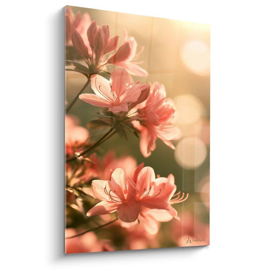 Tableau Fleurs roses aux reflets dorés lumineux - Lumière du matin - Edition Azalée