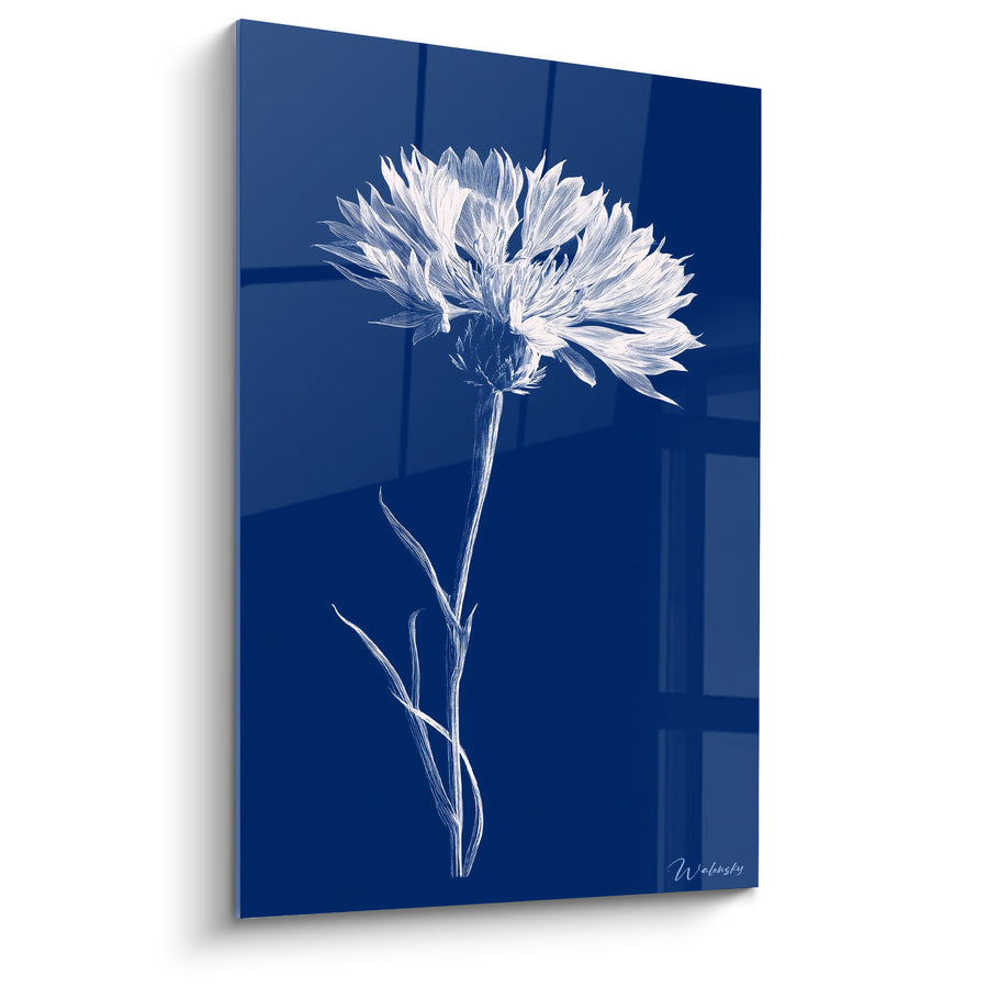 Tableau Bleuet blanc sur fond bleu marine - Éclat nocturne - Edition Bleuet