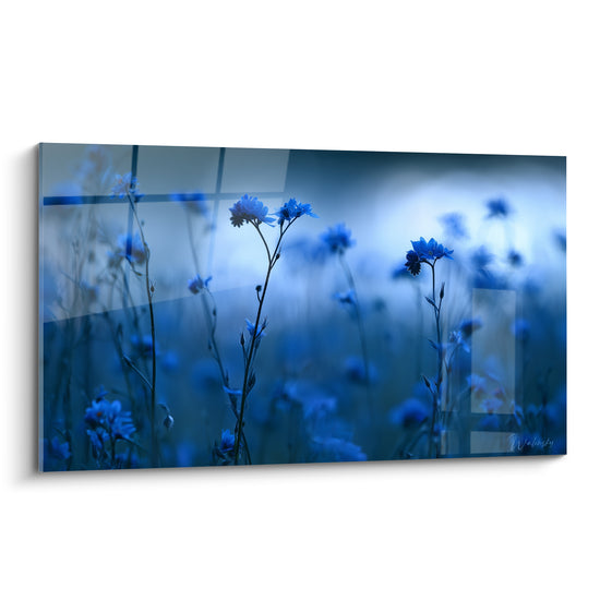 Bleuets élancés en bleu nuit et bleu pastel se détachant sur fond brumeux flouté
