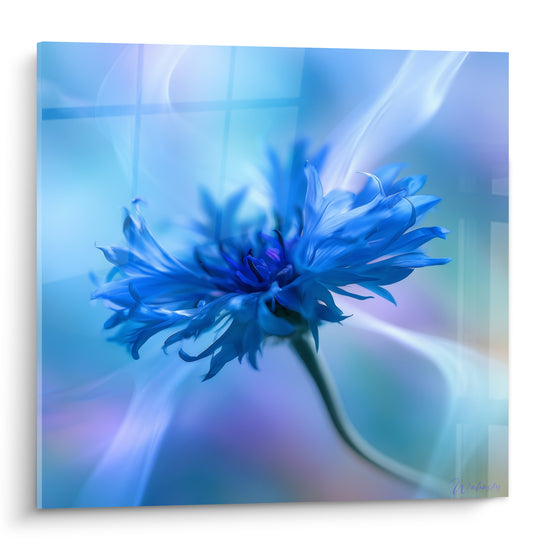 Bleuet bleu et mauve aux pétales déployés, effet vaporeux et lumière diffuse en fond flou