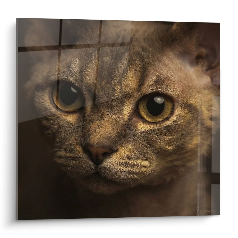 Tableau Chat aux yeux ambrés et rayures fauves - Regard perçant - Edition Chat Devon rex