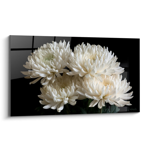 Tableau Chrysanthèmes blancs sur fond noir - Éclat nocturne - Edition Chrysanthème