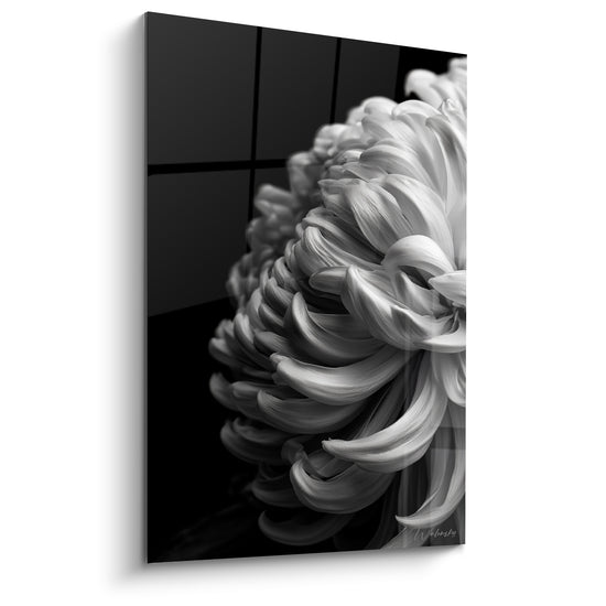 Tableau Chrysanthème blanc et noir aux pétales recourbés - Reflet sur vitre sombre - Edition Chrysanthème