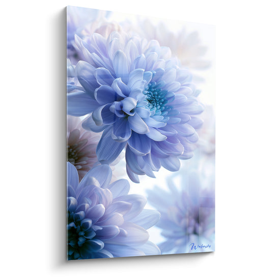 Tableau Chrysanthèmes bleu ciel et lavande givrés - Givre matinal - Edition Chrysanthème