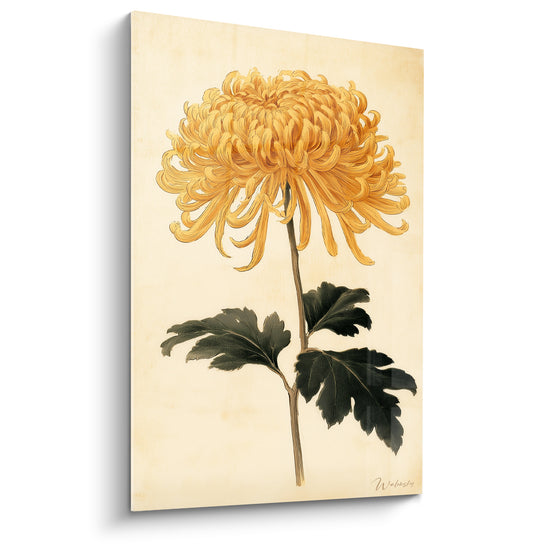 Tableau Chrysanthème doré et vert à tige unique - Planche botanique ancienne - Edition Chrysanthème