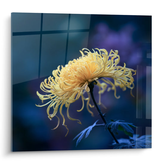 Chrysanthème jaune pâle aux pétales effilés se déployant sur un fond bleu marine profond