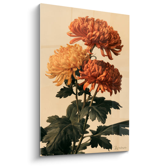 Tableau Fleurs orange et jaune aux pétales enroulés - Herbier retrouvé - Edition Chrysanthème