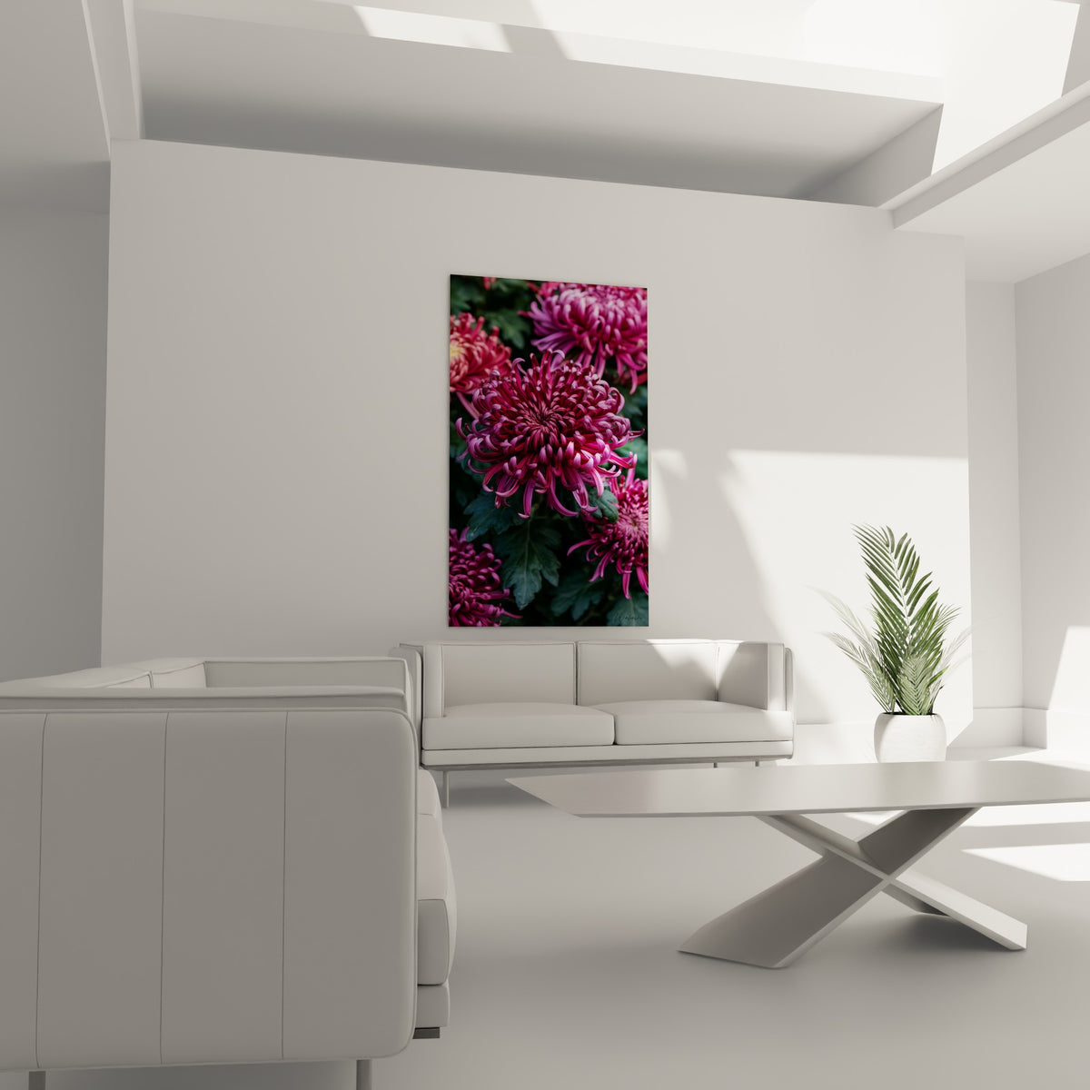 Chrysanthème rose foncé au cœur dense de pétales spiralés placé au-dessus d'un canapé dans un salon lumineux
