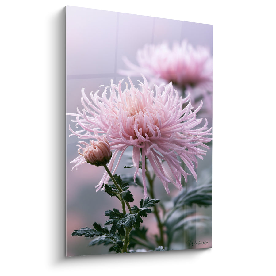 Tableau Chrysanthème rose pâle et vert aux pétales filiformes - Bouton fermé voisin - Edition Chrysanthème
