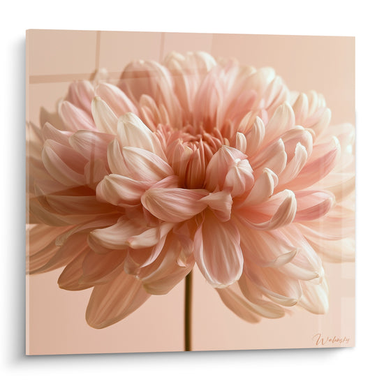 Chrysanthème rose pastel et blanc crème aux pétales délicatement enroulés sur fond beige