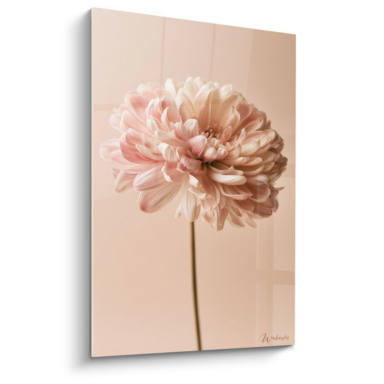 Tableau Chrysanthème rose et blanc sur fond beige - Douceur délicate - Edition Chrysanthème