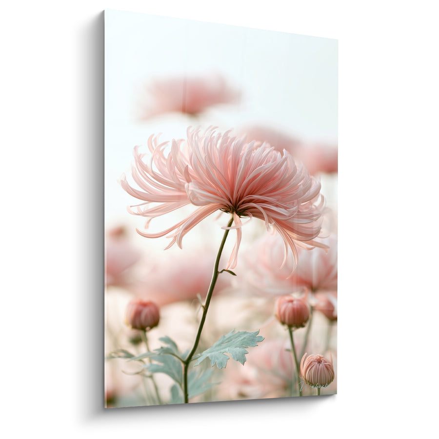 Tableau Chrysanthème rose et blanc aux longs pétales effilés - Boutons fermés environnants - Edition Chrysanthème