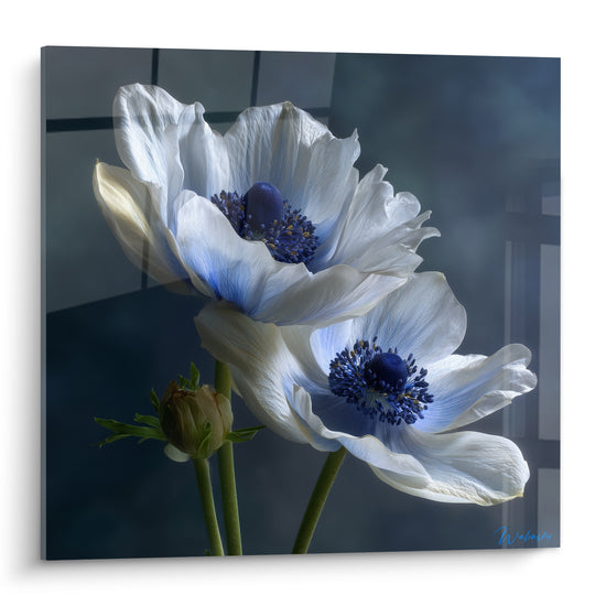 Anémones blanches aux cœurs bleu marine déployées sur fond anthracite en pleine floraison