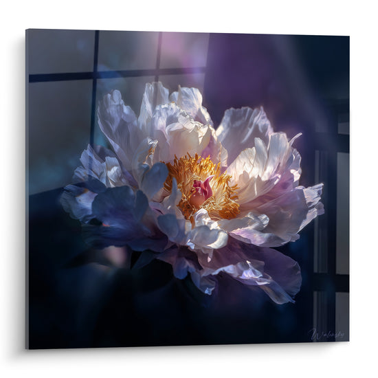 Pivoine blanche et violette au cœur doré illuminé, pétales froissés sur fond anthracite
