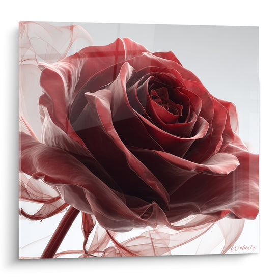 Rose rouge géante aux pétales bordeaux et voiles vaporeux blancs sur fond épuré