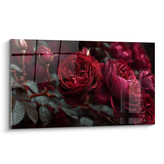 Roses rouge bordeaux et carmin perlées de rosée, pétales veloutés sur fond anthracite flou