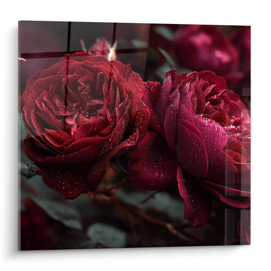 Roses rouge bordeaux et fuchsia couvertes de gouttes de rosée en gros plan végétal