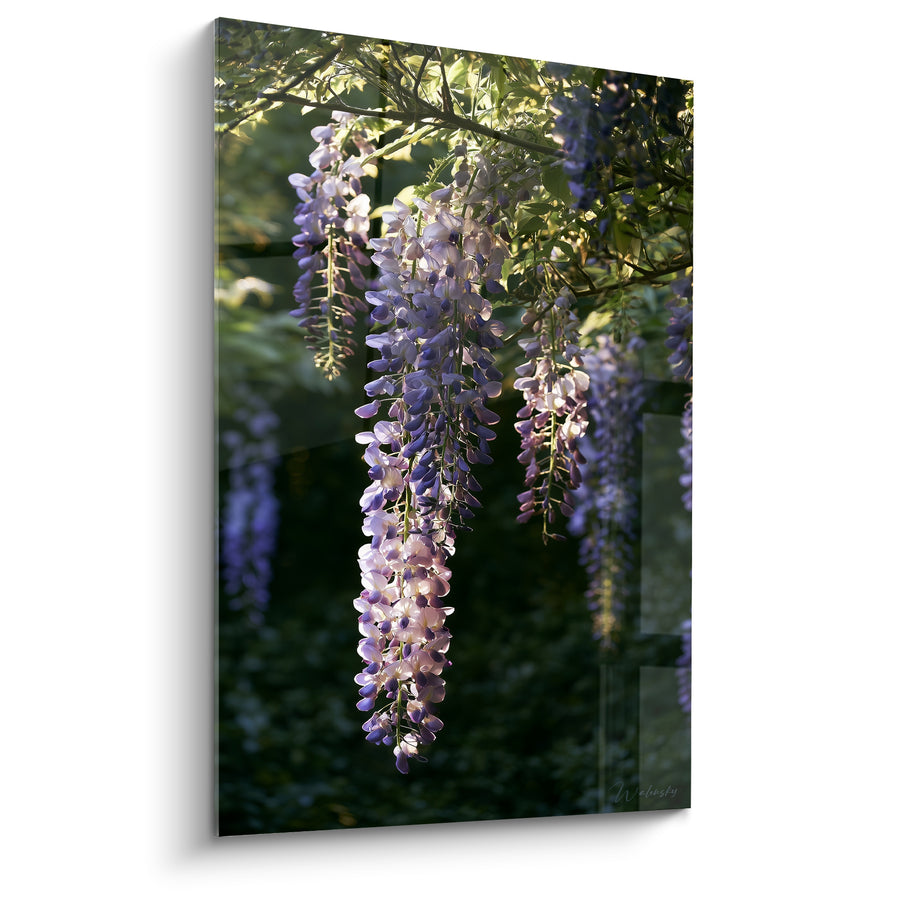 Tableau Grappes mauves et blanches sous feuillage lumineux dense - Rayons filtrés entre feuilles - Edition Glycine