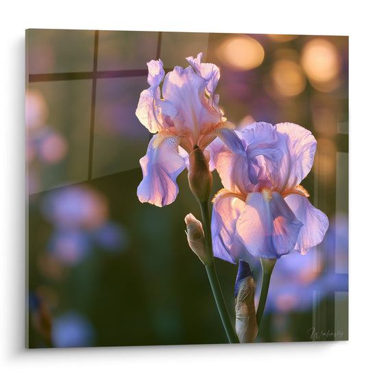 Iris mauve et lavande aux pétales froissés, cœur orangé, lumière dorée en arrière-plan