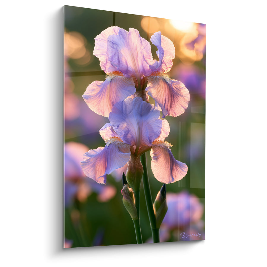 Tableau Iris mauve et rose au soleil couchant - Lueur du crépuscule - Edition Iris