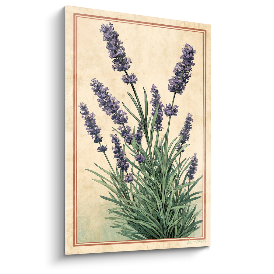 Tableau Bouquet de lavande violette sur fond ivoire - Herbier de Provence - Edition Lavande