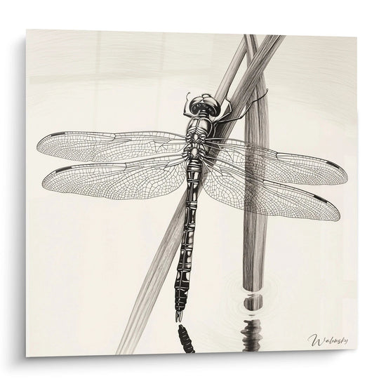 Tableau libellule en noir et blanc par Walensky avec détails fins sur ailes et surface de l'eau