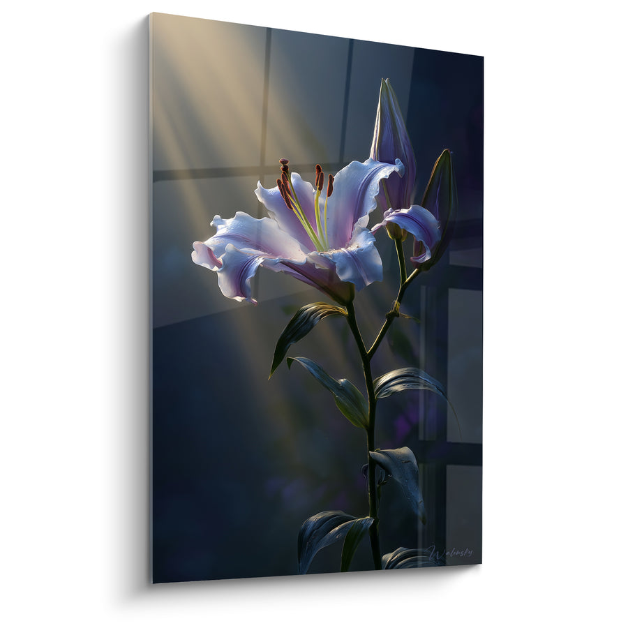 Tableau Lys blanc et bleu près d'une fenêtre - Lueur du petit matin - Edition Lys