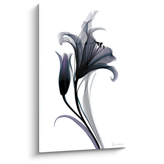 Tableau Lys noir aux reflets violets translucides - Élégance diaphane - Edition Lys