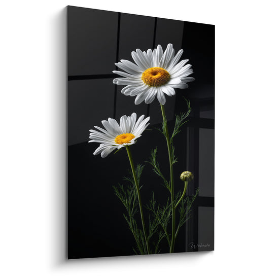 Tableau Marguerites blanches et noires au feuillage fin - Bouton non éclos - Edition Marguerite