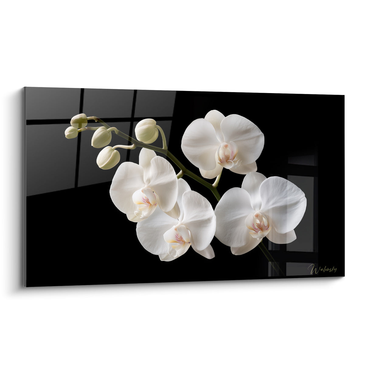Orchidée blanche aux cœurs rosés, pétales satinés sur fond noir profond et graphique